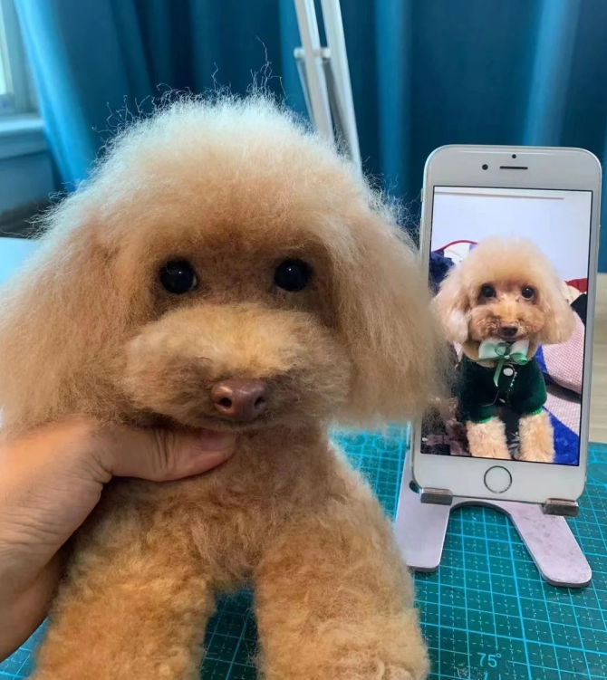 Custom Full-Body Pet Portrait 15 cm/6 inches (Suitable for All Cat and Dog Breeds)