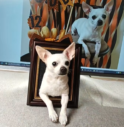 Custom Framed Portrait (With Paws)